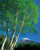 雪の残る富士山を背景に緑の葉が茂る木々の写真