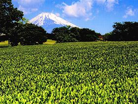 富士山の写真