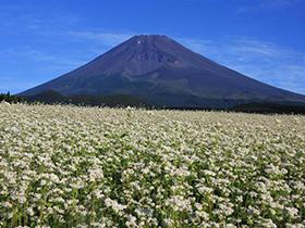 富士山の写真