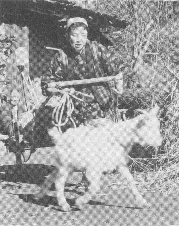 女性が山羊を連れている写真