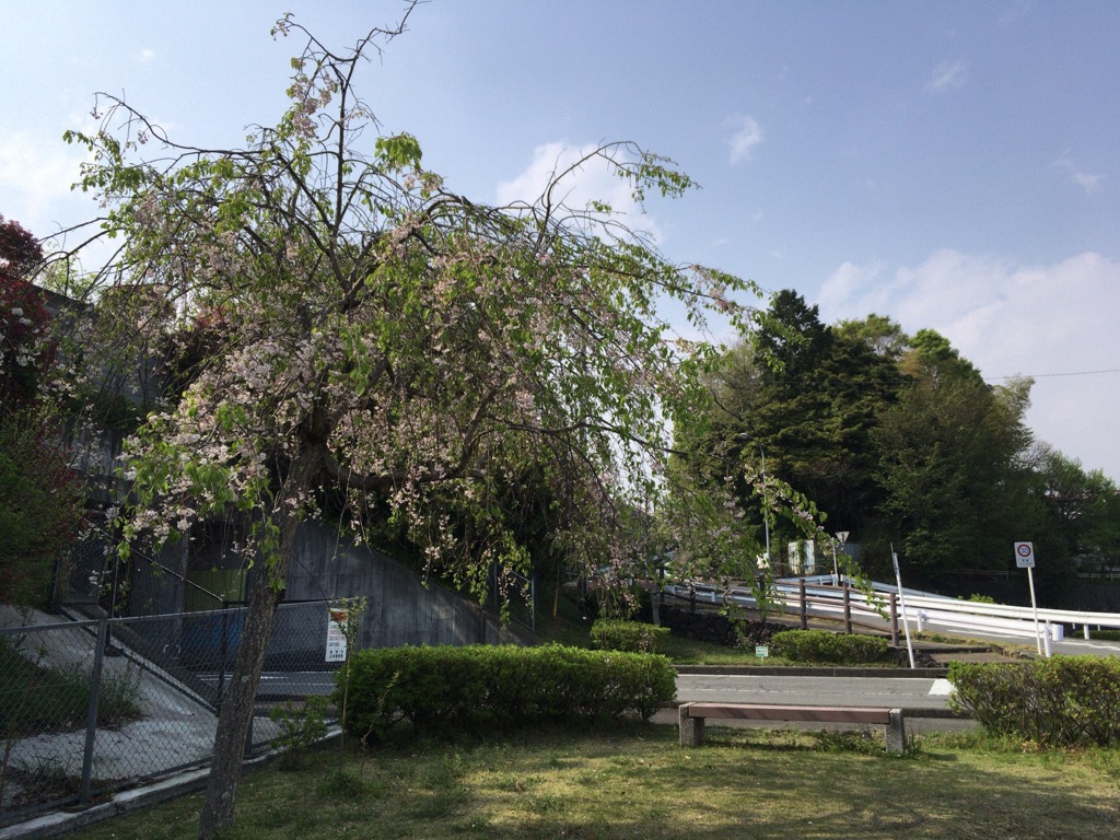 桜の木がある東名下の憩いの場の写真