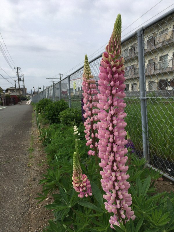 珍しい花の写真