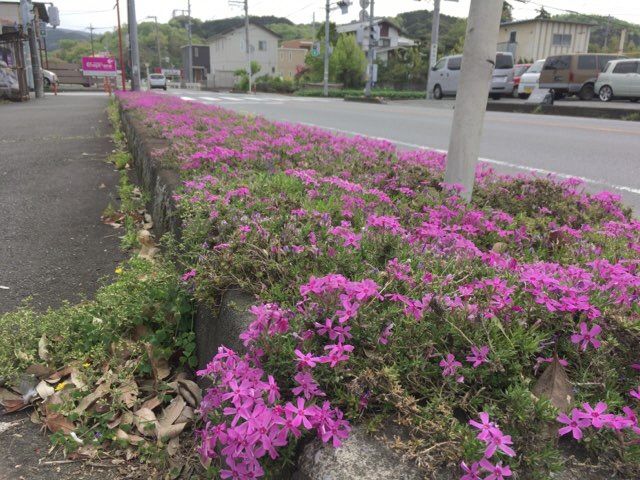 芝桜の写真