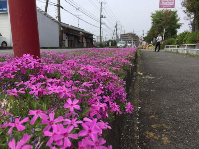 芝桜の写真