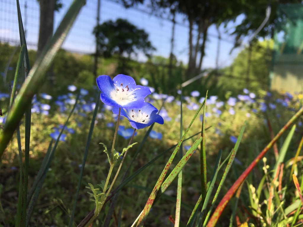 青い花