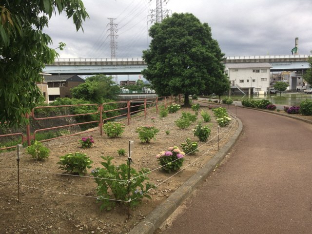 大場川沿いアジサイ1