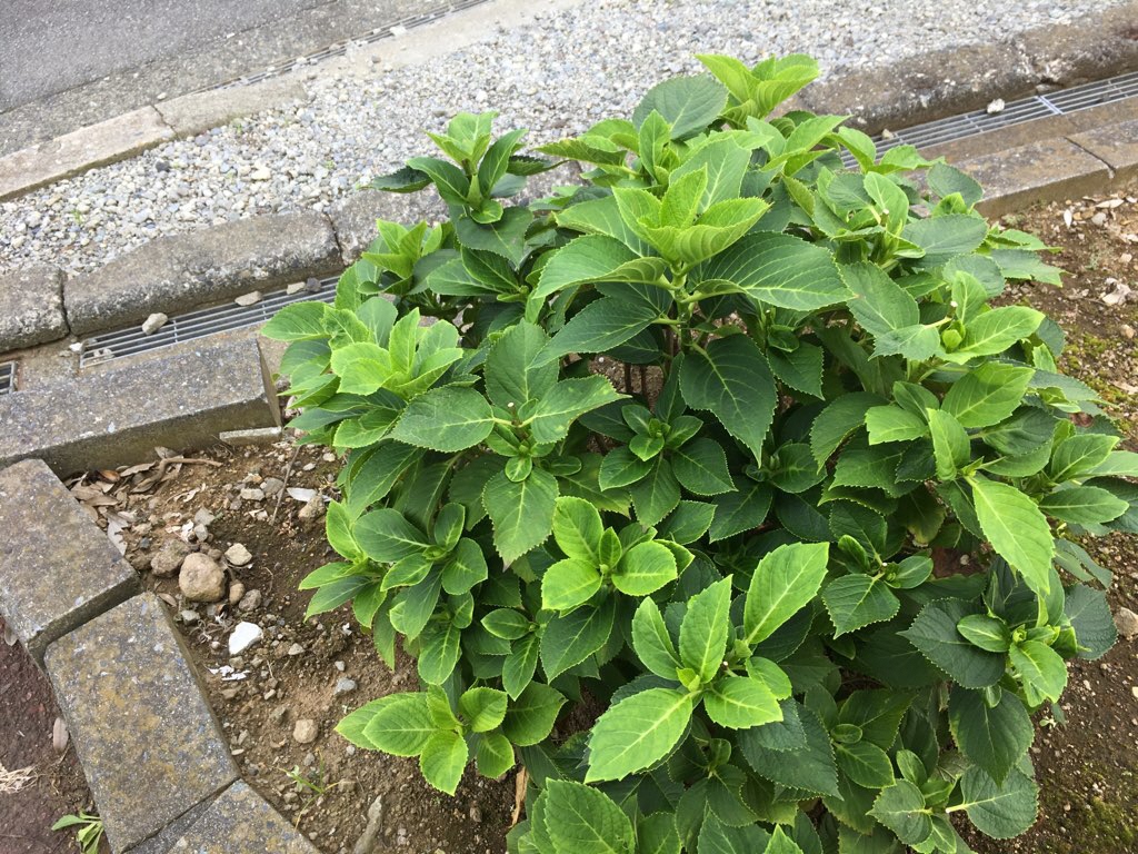 大場川遊歩道沿い あじさい