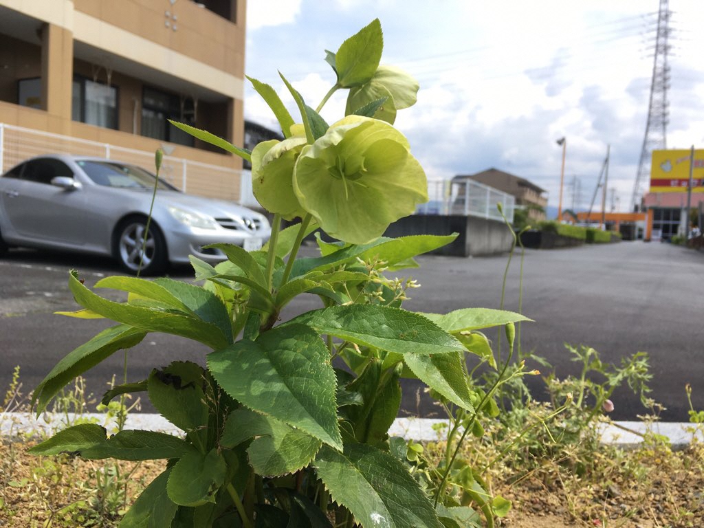 中川遊歩道クリーンチーム3