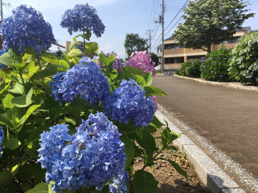 中川遊歩道クリーンチーム3