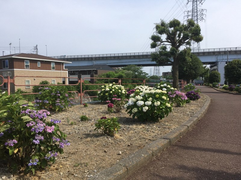 大場川遊歩道クリーンチーム1