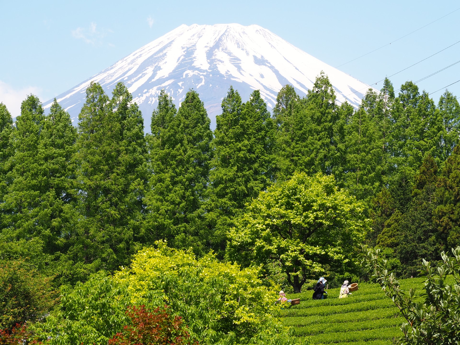 お茶摘みを見守る富士山
