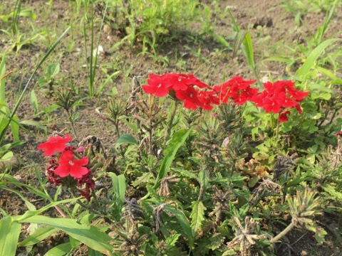 赤い花の写真