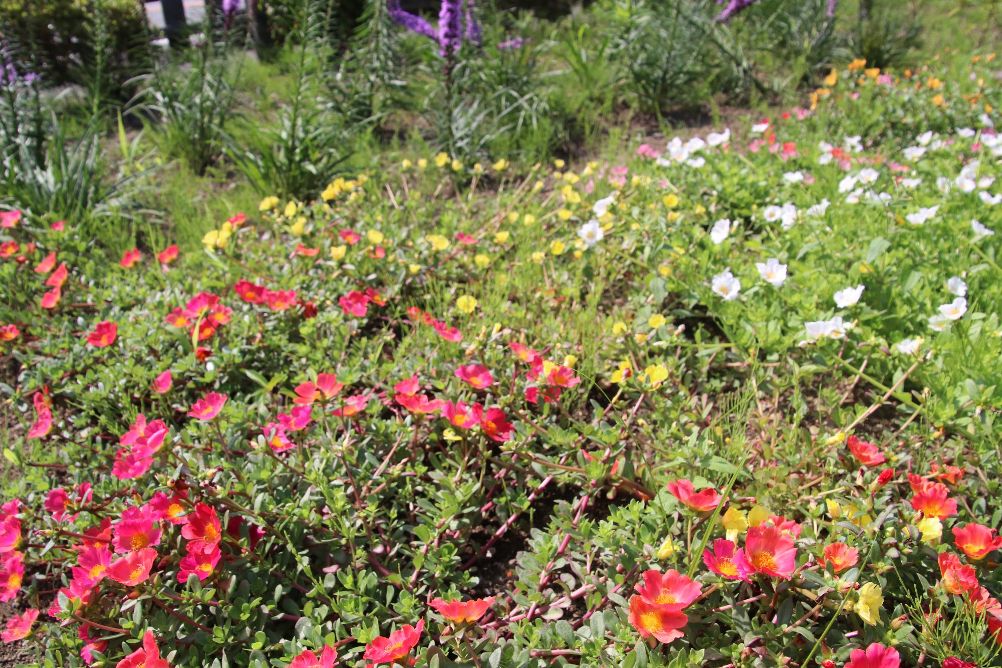 色とりどりの花が咲いた花壇の写真