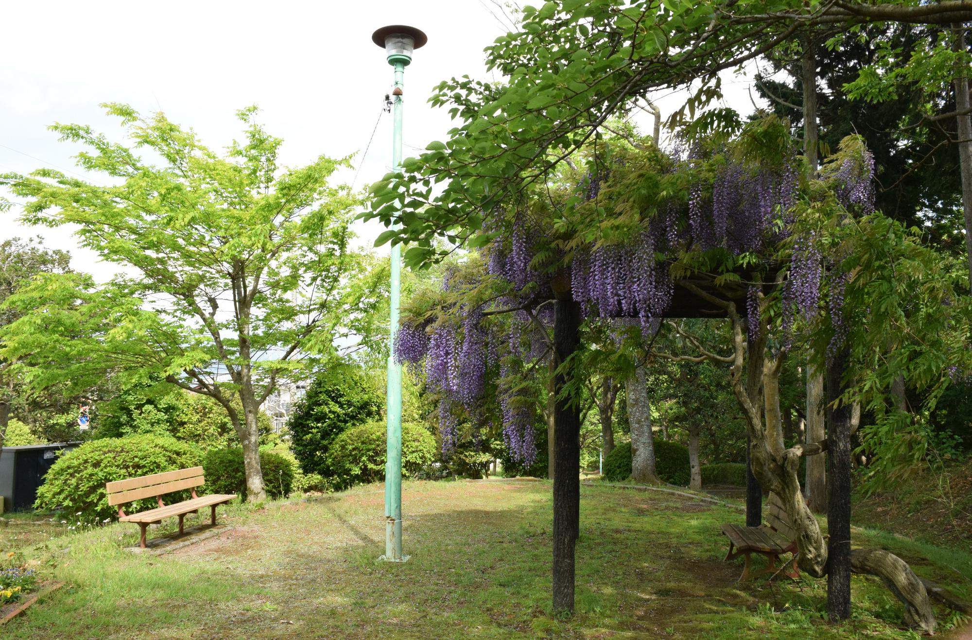 千福が丘中央公園05