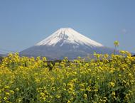 富士山:春