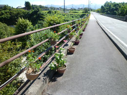 歩道に花が並んでいる写真