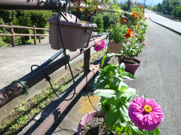 百日草がポットに植えられ、満開になっている写真
