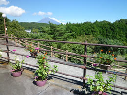 花の向こう側に富士山が写っている写真