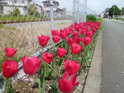 28年4月なでしこ11友きれいなまちづくり活動1