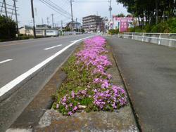 28年4月麦寿会きれいなまちづくり活動1