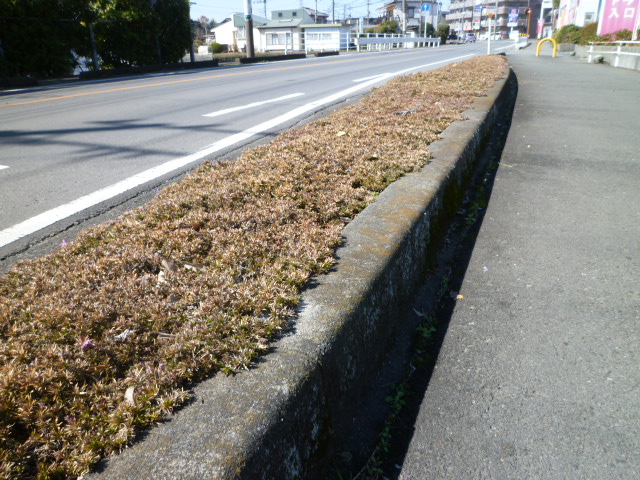 まだ色づきのない芝桜の写真