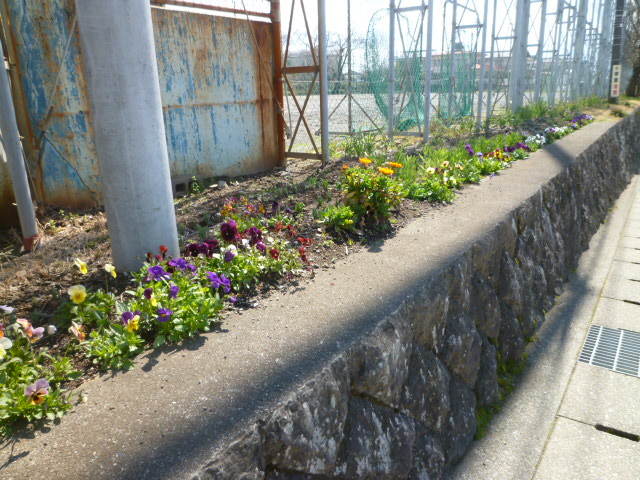 西中グラウンドの横に花が植えられている写真