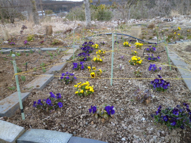 黄色と紫の花が咲いている写真
