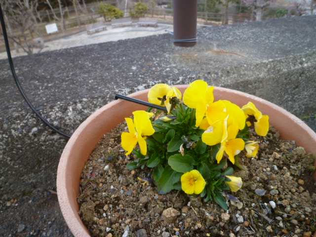 黄色い花が咲いている写真