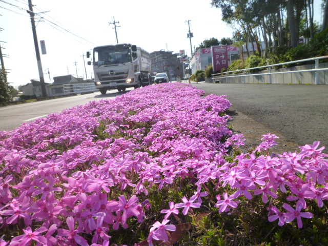 芝桜2