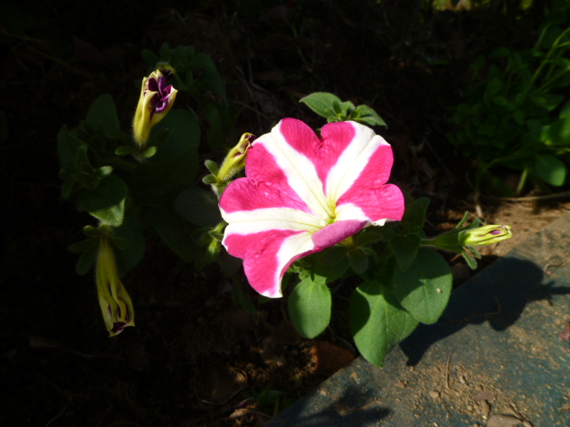 影と日向で咲く花