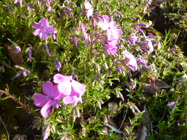 斜面に咲く芝桜