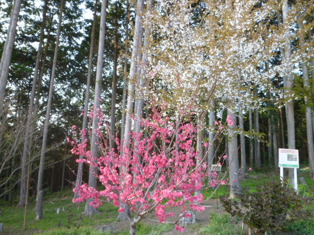 紅と白