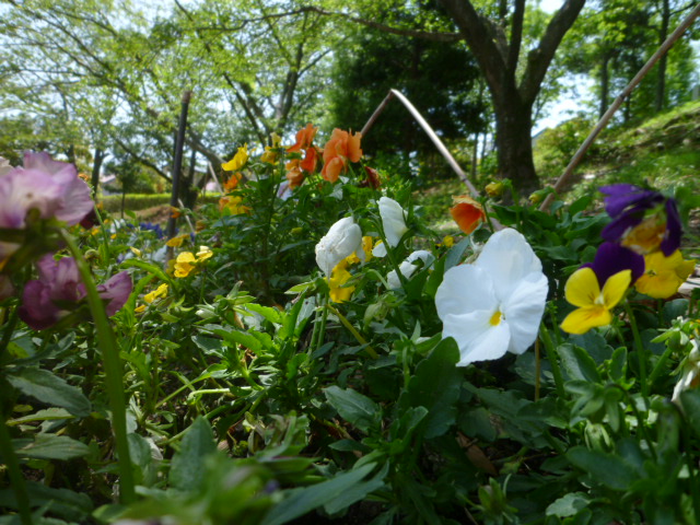 公園の花壇