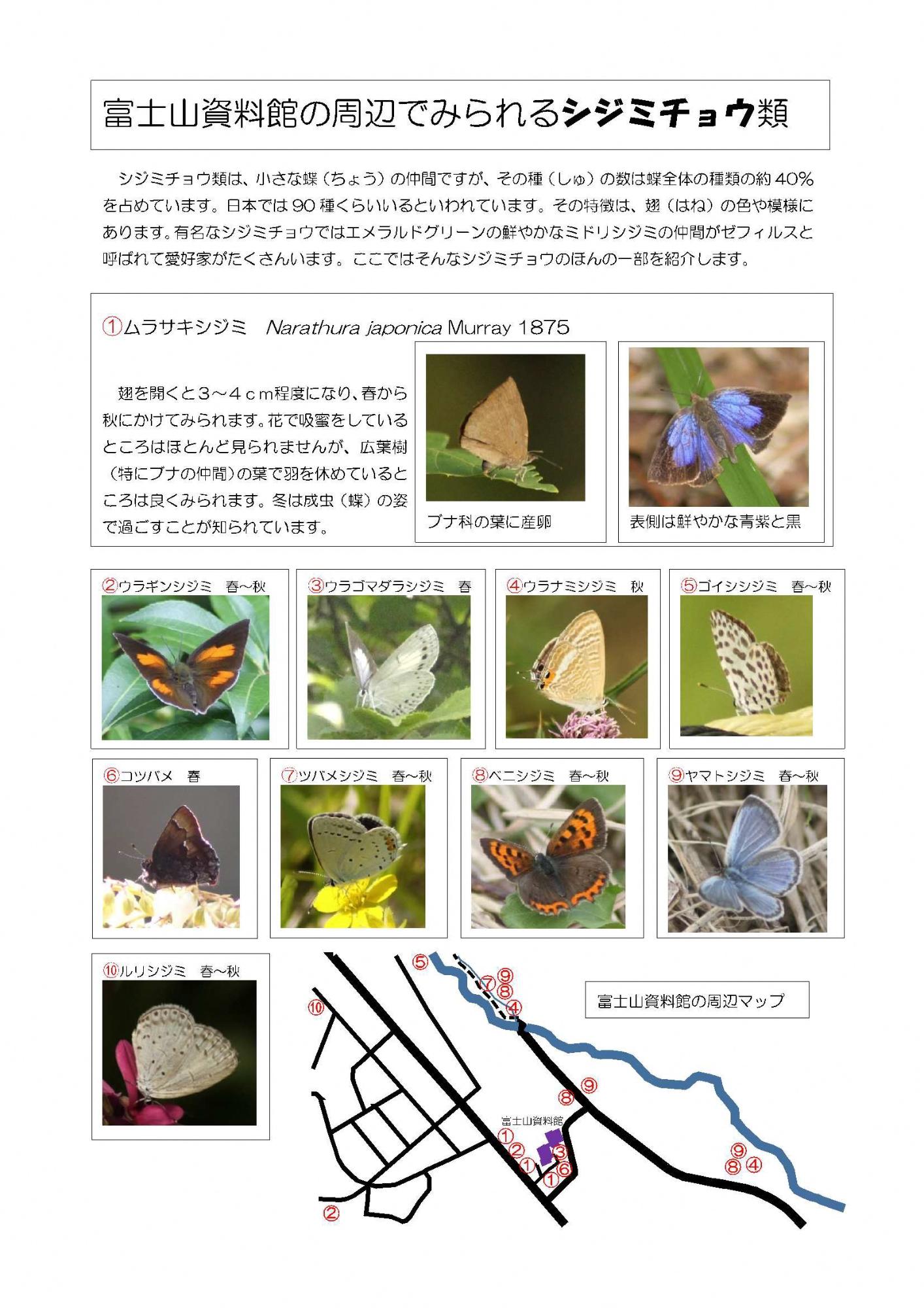 富士山資料館の周辺でみられるシジミチョウ類