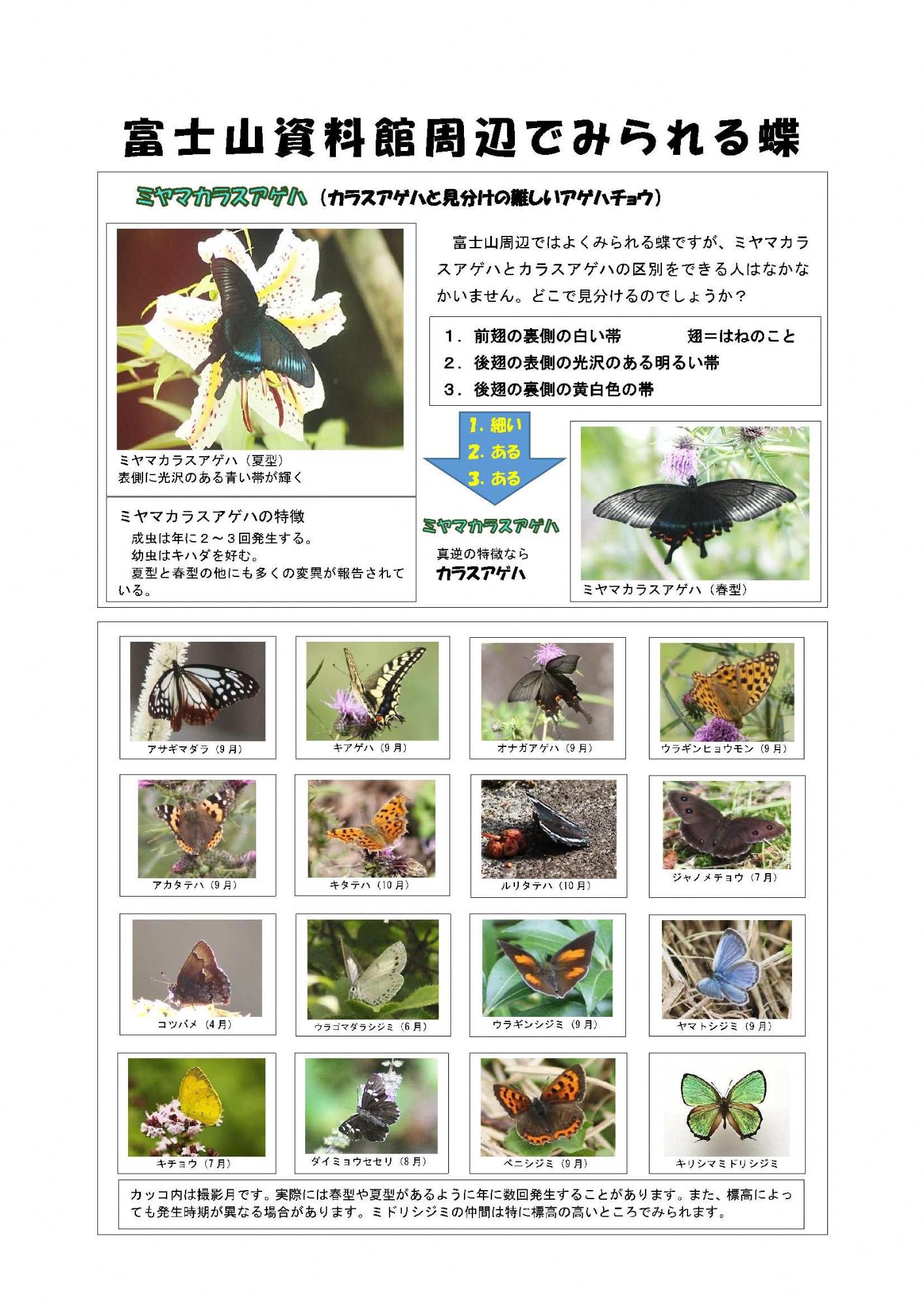 富士山資料館周辺でみられる蝶（ミヤマカラスアゲハ）