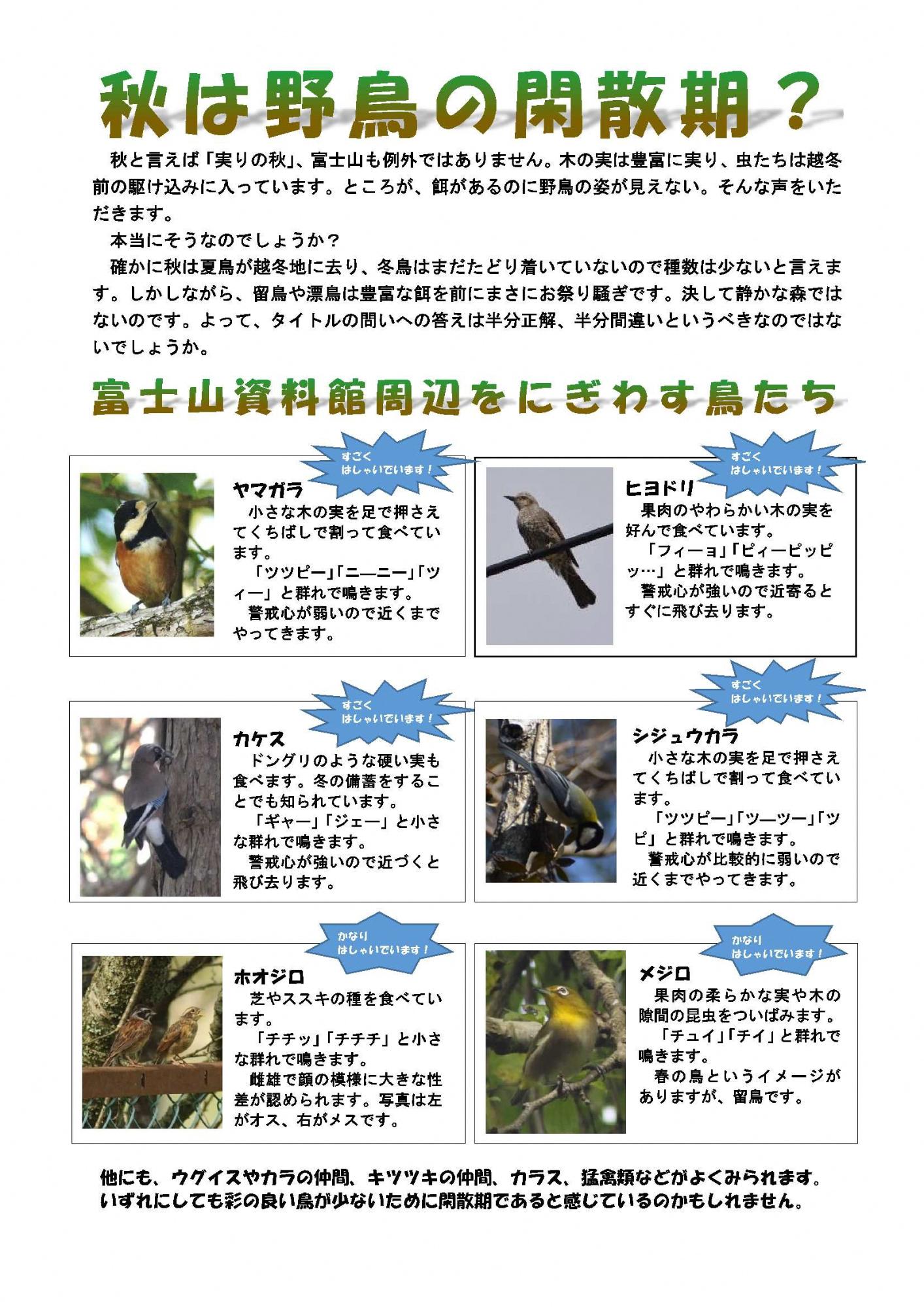 秋は野鳥の閑散期？