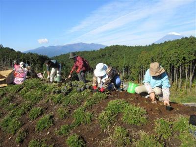 裾野市環境活動登録団体の活動の様子