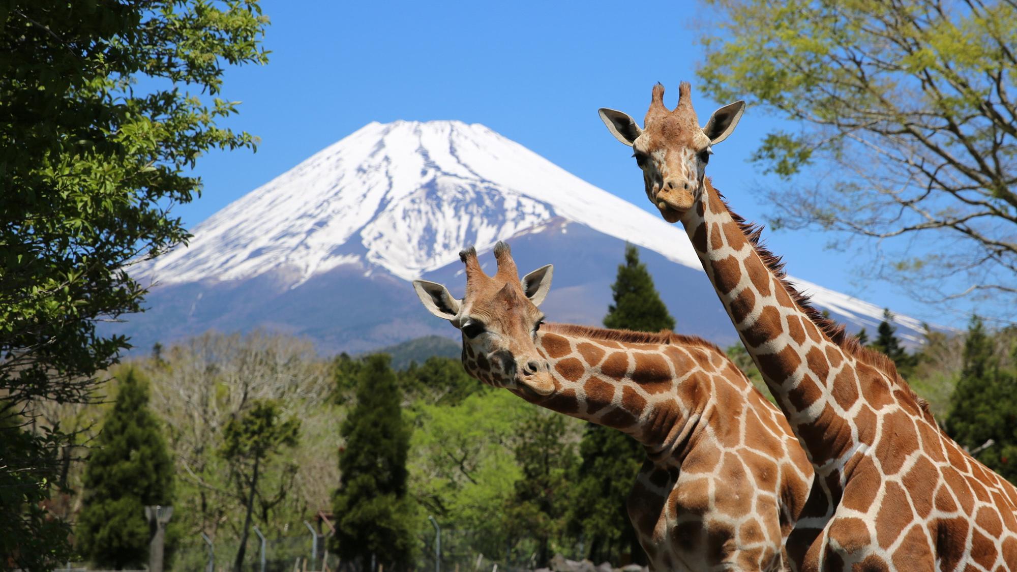 富士サファリパーク キリンと富士山