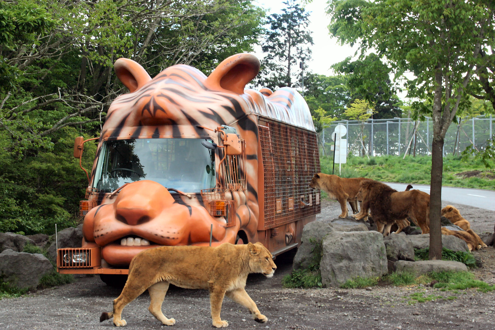 ジャングルバスとライオン