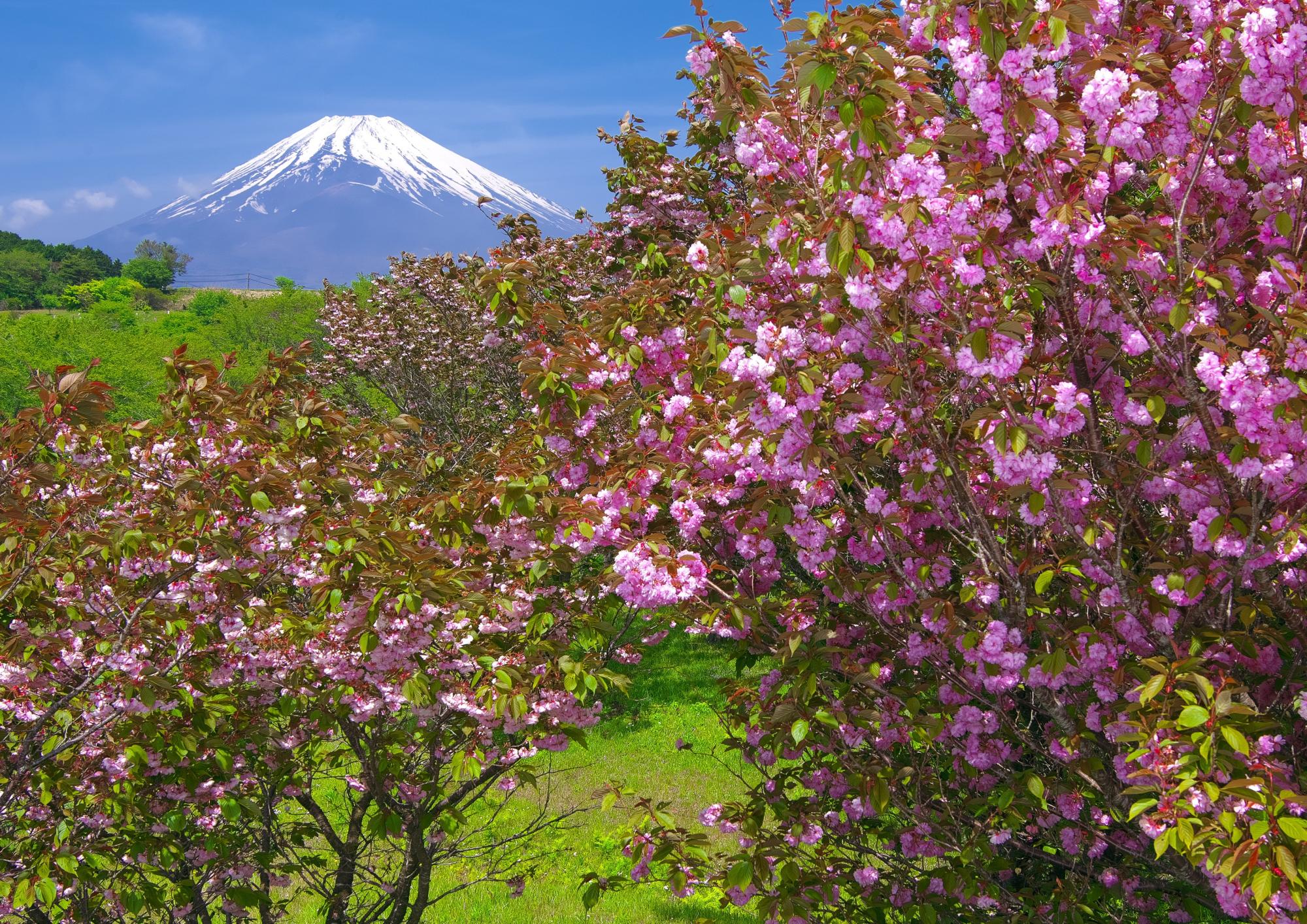 8.入 賞「桜花の里」植松