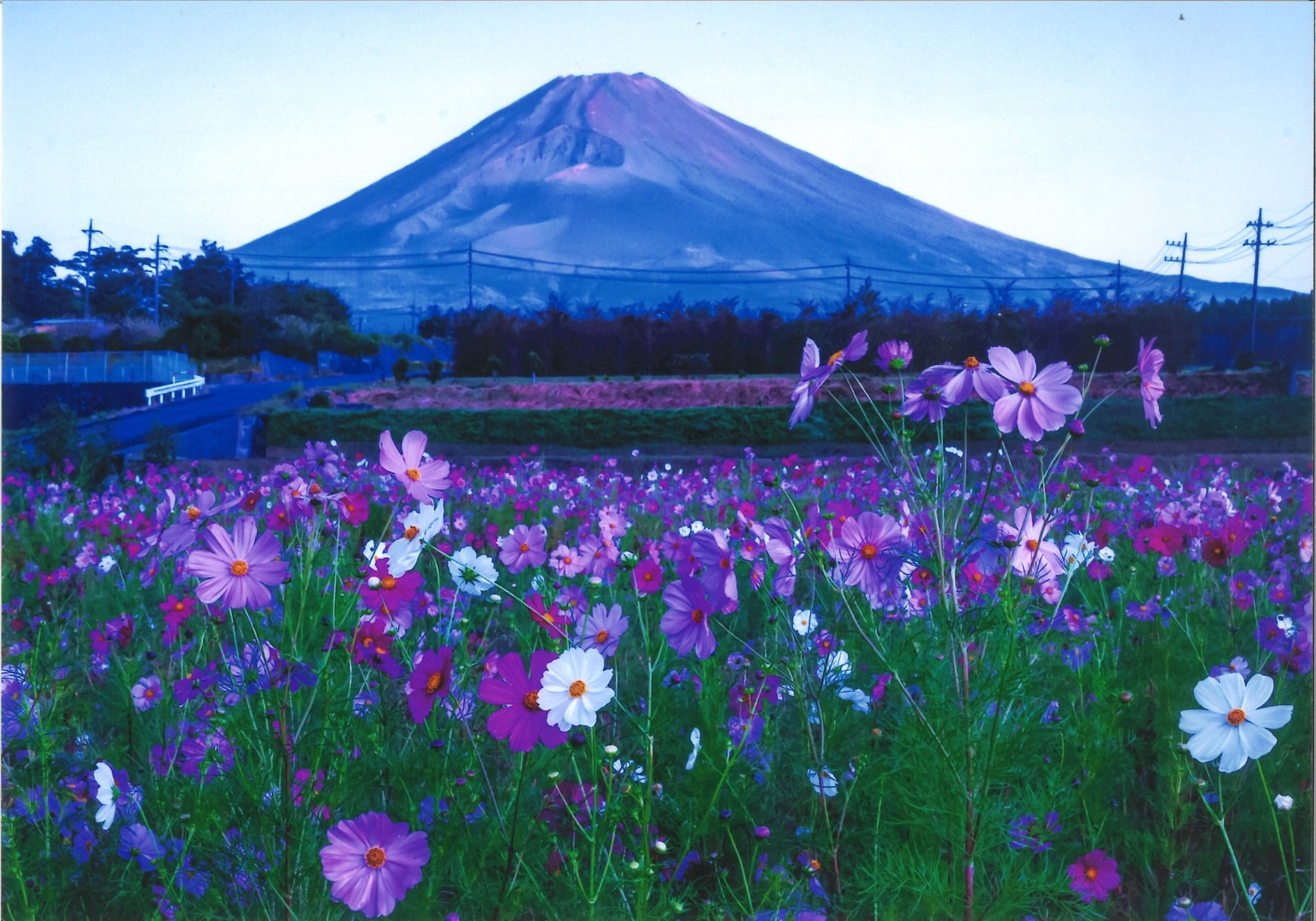 2021年入選作品薄明の花園