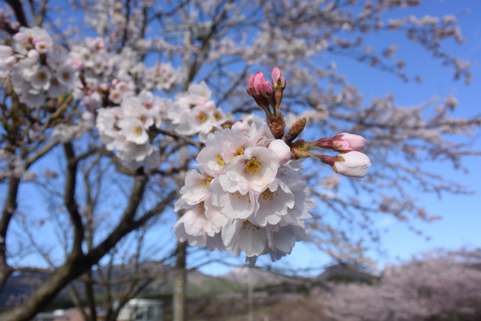 20220405桜