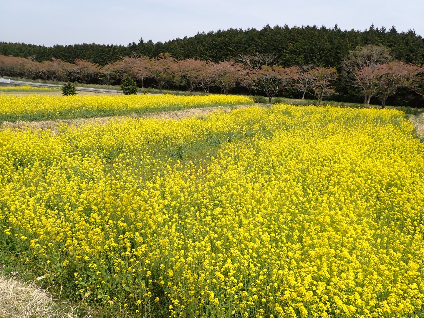 20220413菜の花01