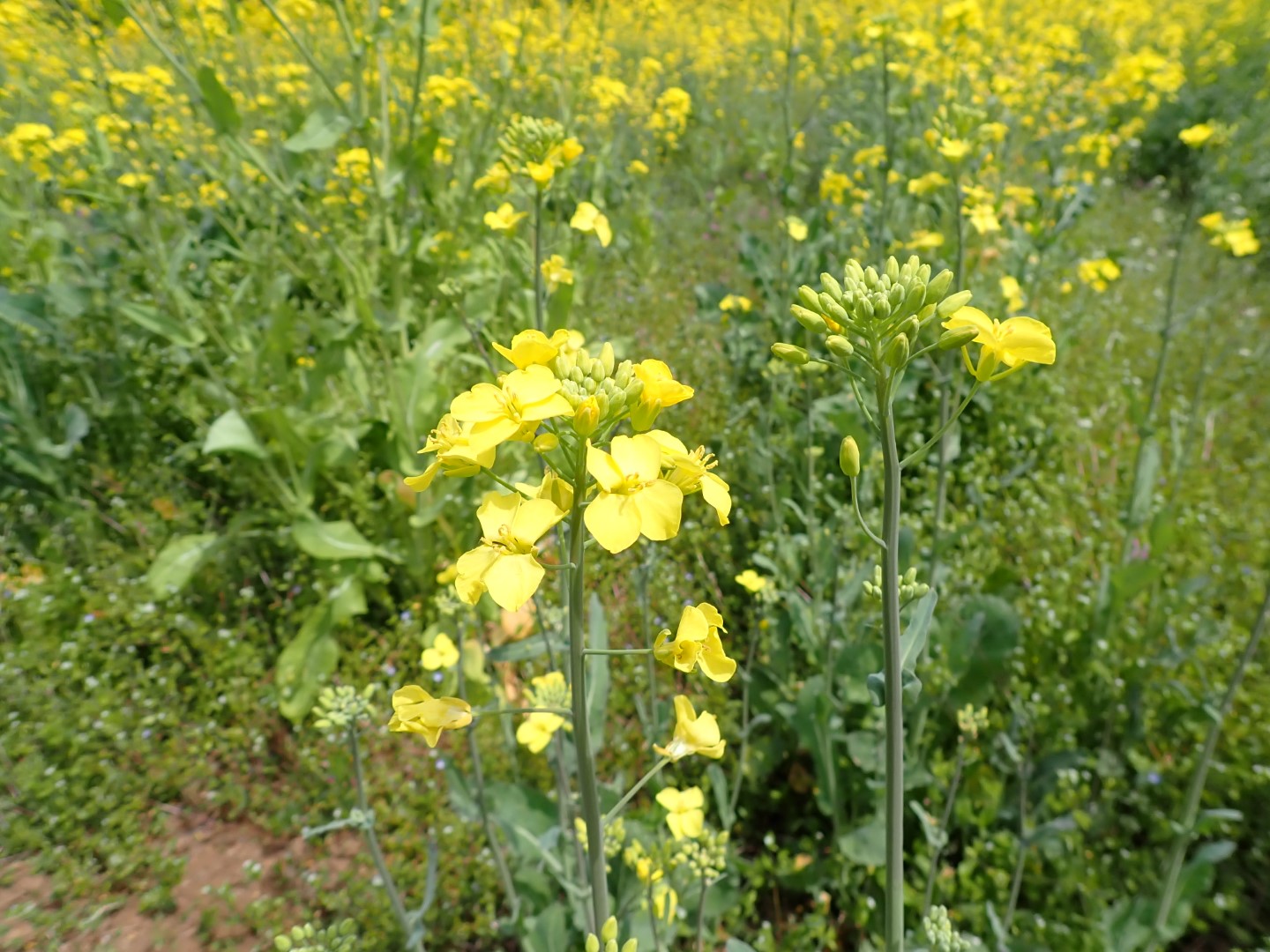 20220413菜の花05