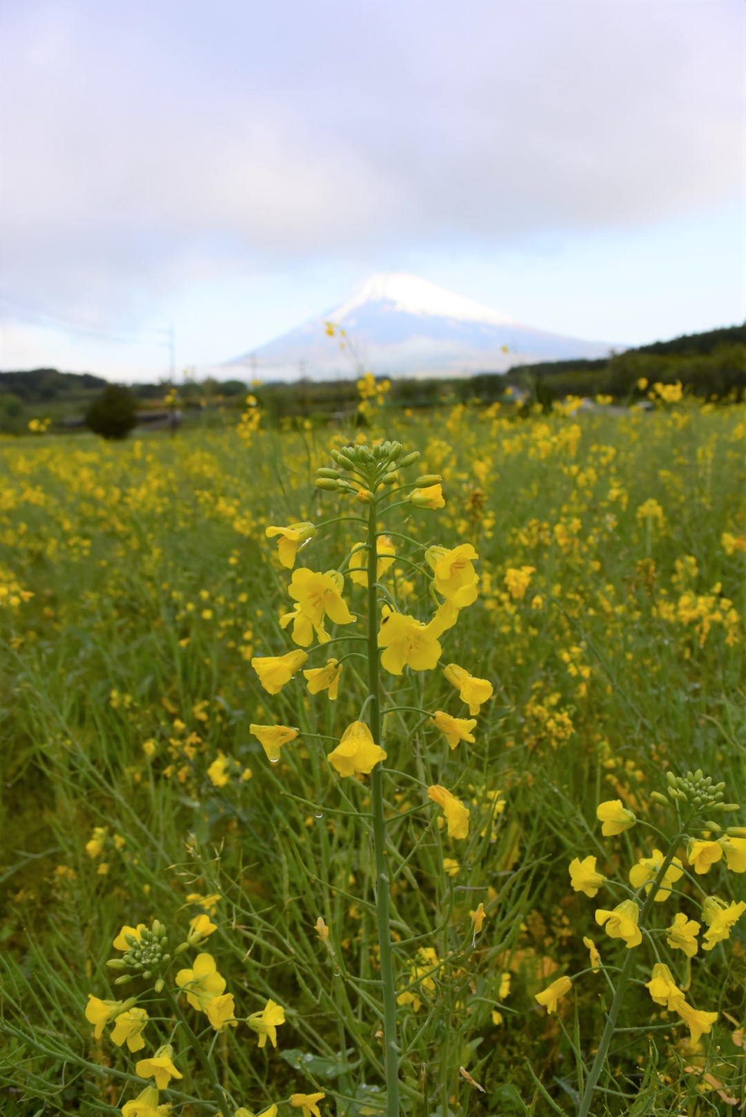 20220425菜の花03