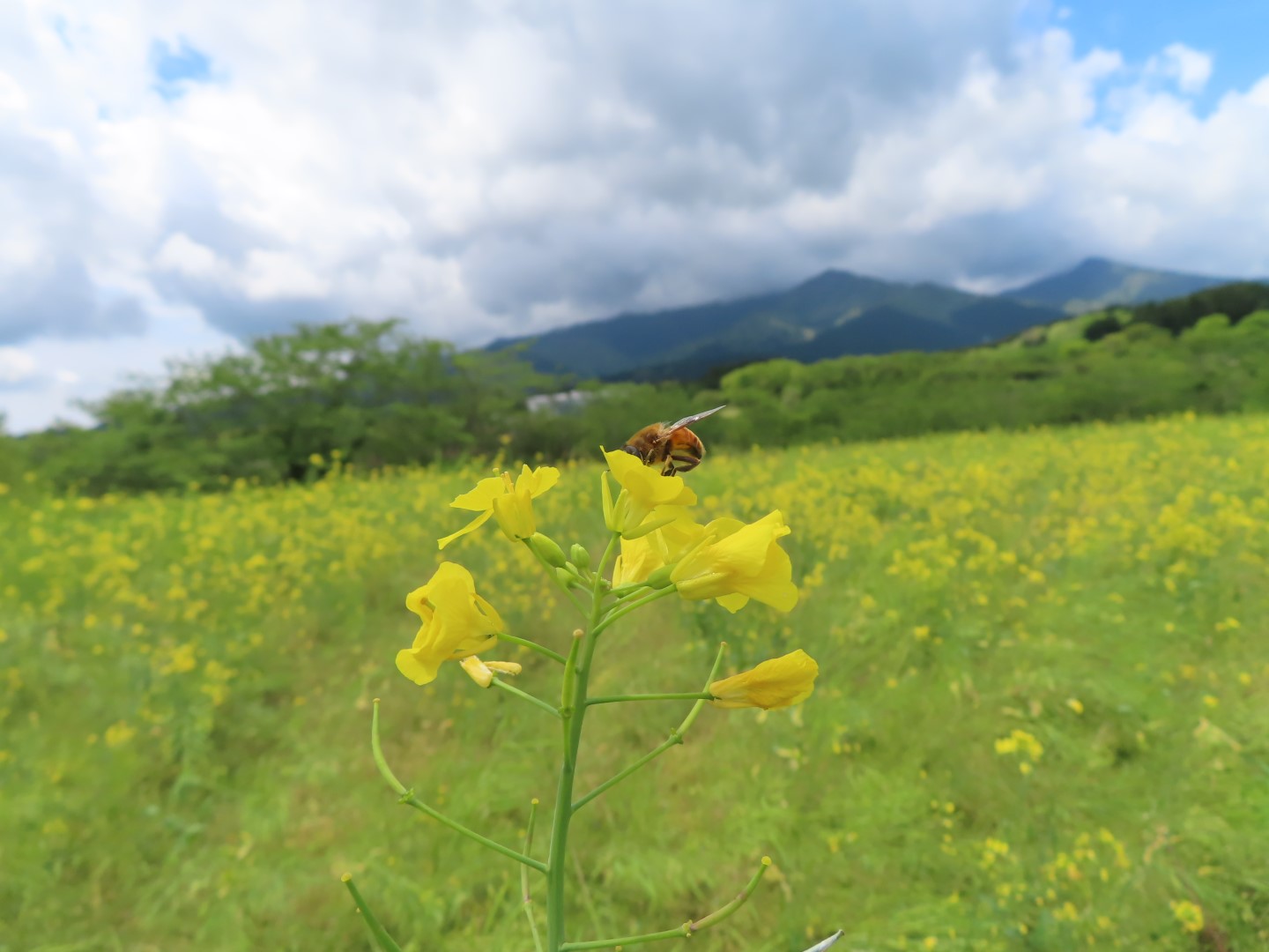 20220502菜の花03