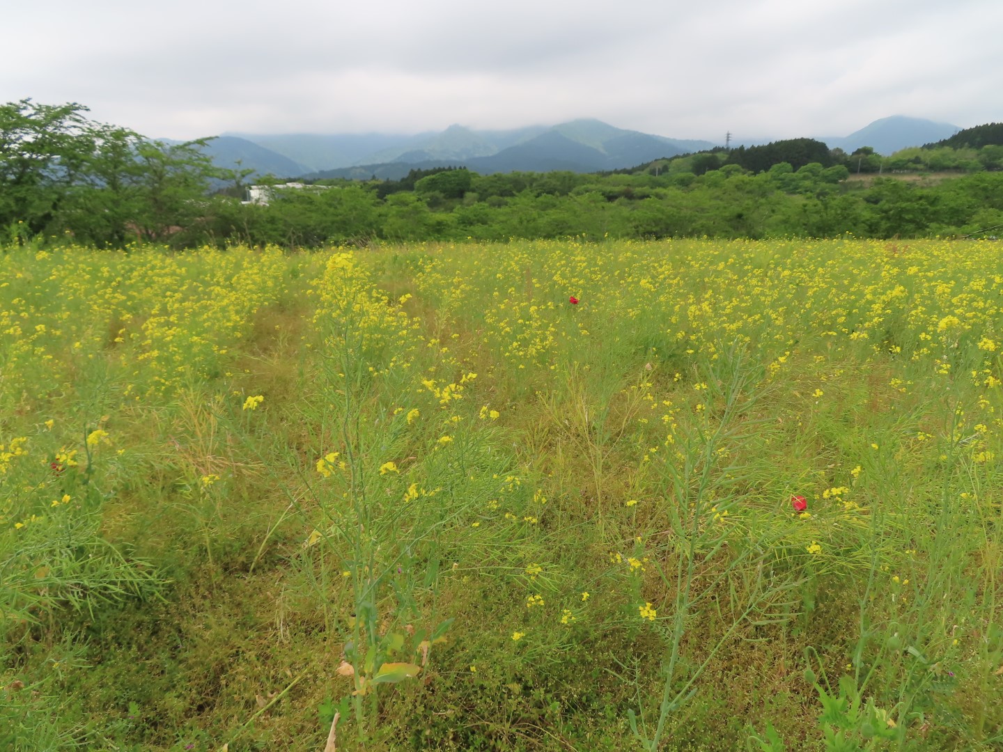 20220509菜の花03