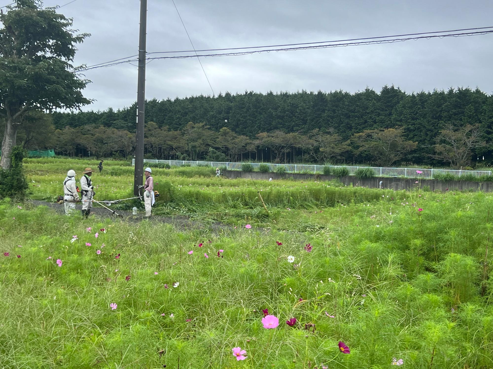 20230825生育状況03