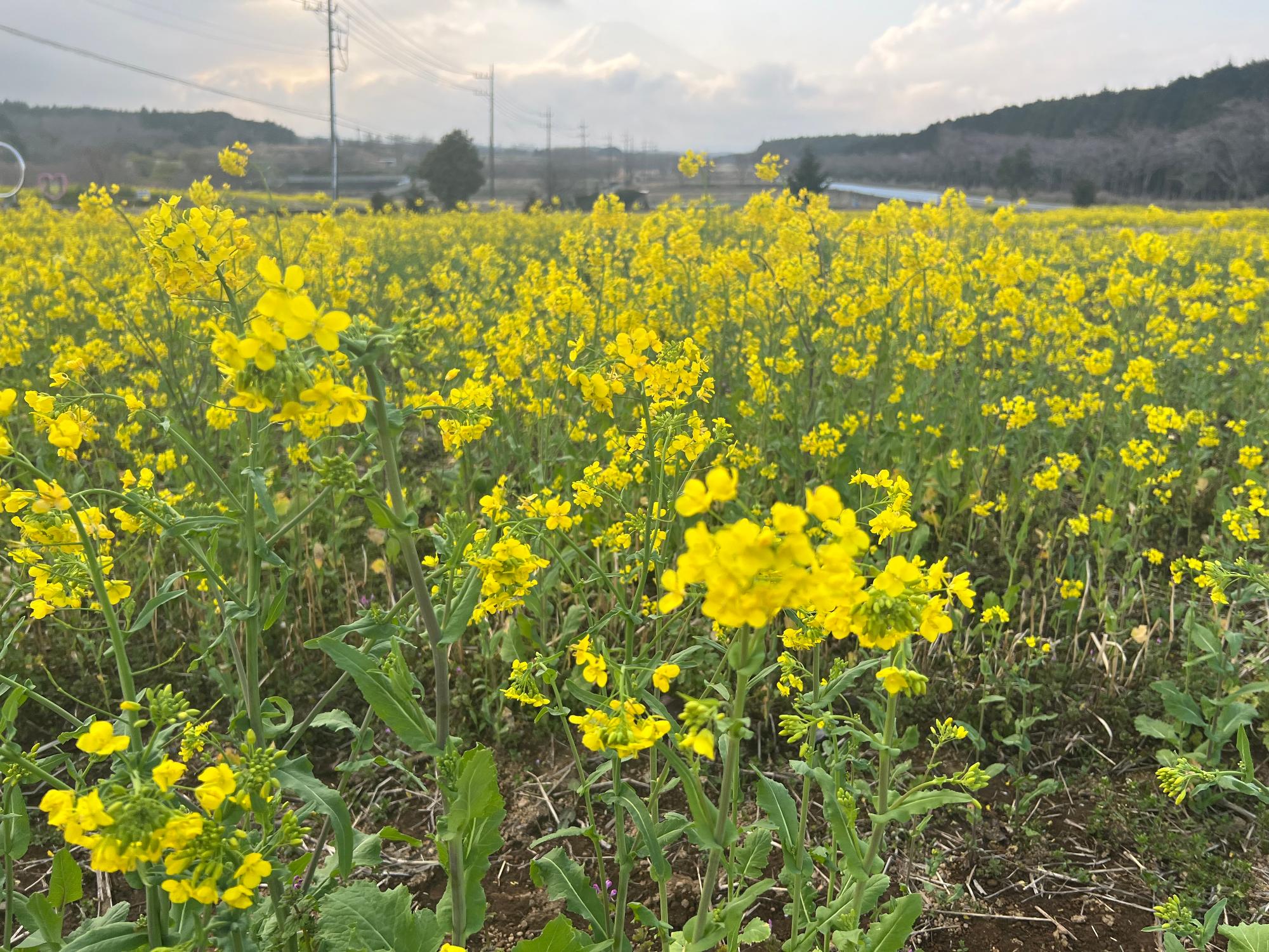 2024040103nanohana