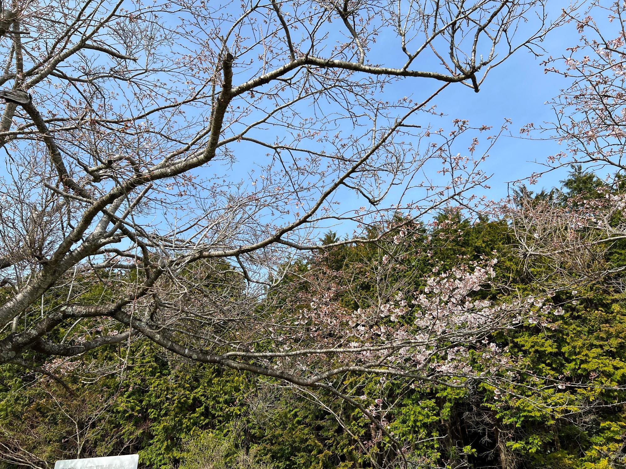 2024040204nanohana